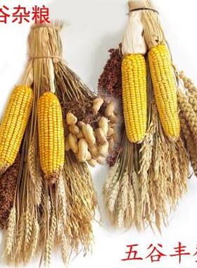 隆泽农家乐装饰五谷杂粮玉米挂件麦穗干花高粱田园农作物五谷丰登