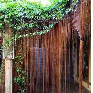 一帘幽梦锦屏藤爬藤景观植物易种植生长快观叶观紫色气根绿植