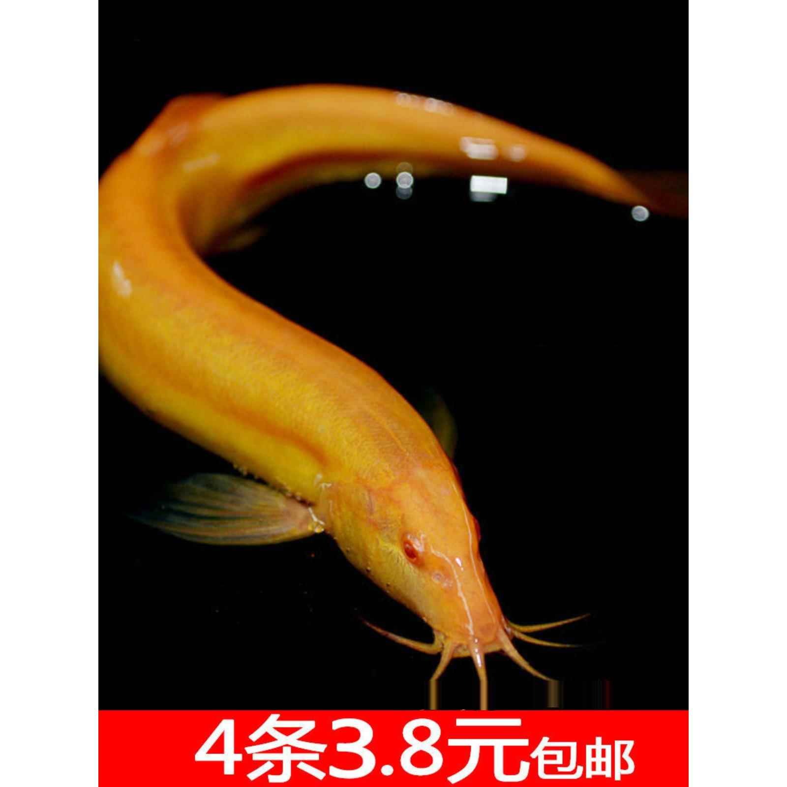黄金鳅清道夫金龙鳅好养黄金泥鳅淡水鱼小金鱼耐活活体观赏鱼包邮