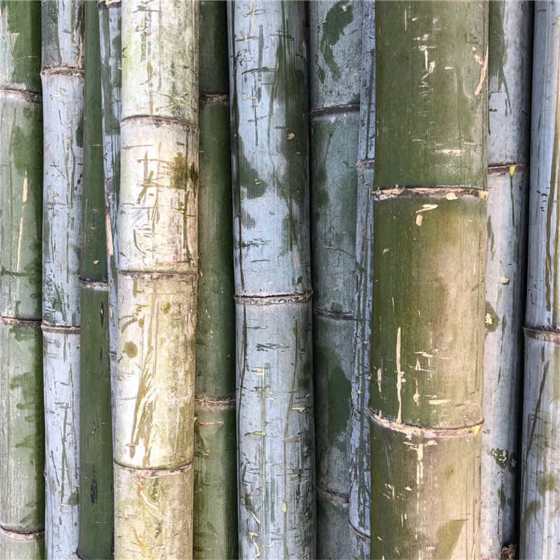 竹片竹条竹竿新鲜青竹片搭蔬菜保暖棚横幅杆农用大棚龙骨拱棚竹条