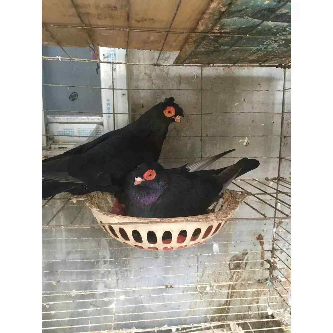 精品黑色羊眼鸽子红眼观赏鸽子活体种鸽白青年包活到家一对包邮