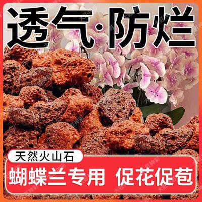天猫正品火山石蝴蝶兰专用小颗粒养花花多肉铺面石水培植物铺底鱼