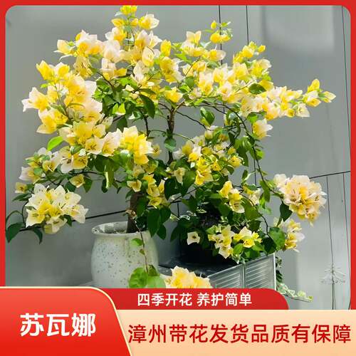苏瓦娜三角梅高飘原生老桩大苗带花发货阳台庭院四季开花爬藤盆栽