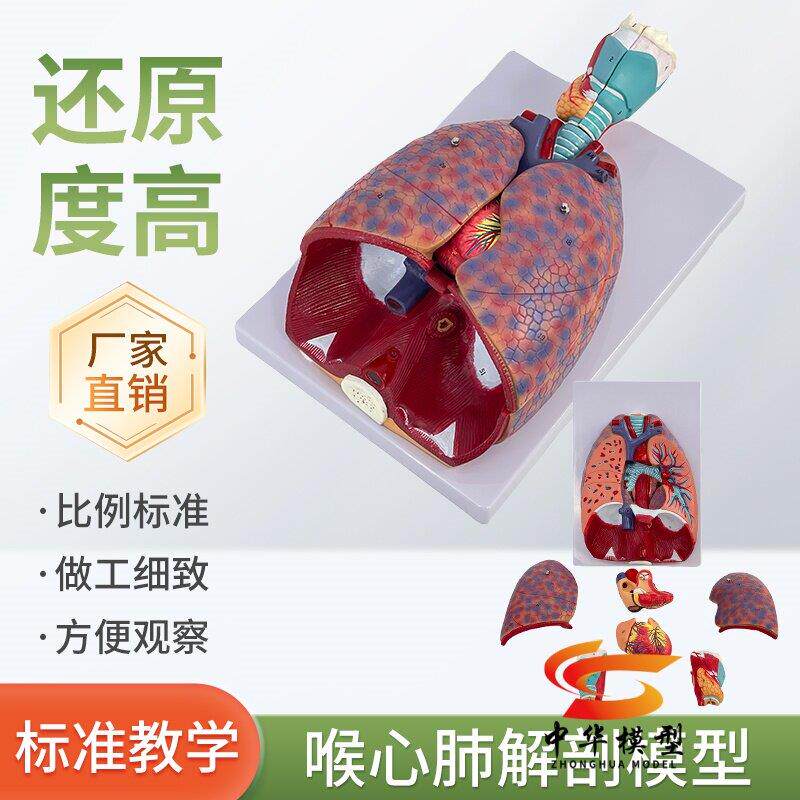 自然大人体喉心肺模型喉咙甲状腺肺心脏呼吸系统肺部内脏解剖模型