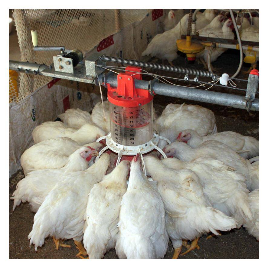 养鸡设备种鸡料线鸡用料线肉鸡料线种鸡桶式计量同步喂料厂家直供