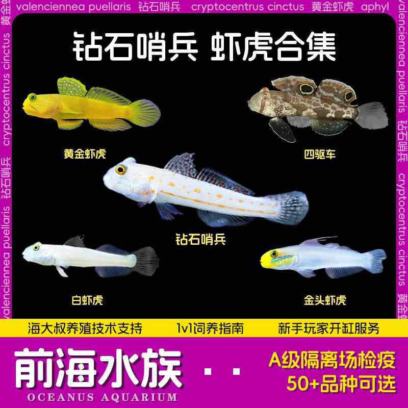 小丑鱼观赏鱼钻石哨兵黄金虾虎大帆四驱车贝拉橙点白虾虎翻砂沙海