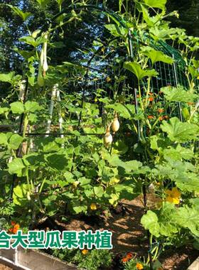 藤南瓜爬详询藤架外庭院园爬藤植物架花架耐磨户包塑钢艺管蔬菜爬