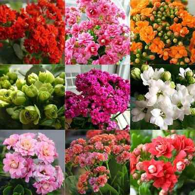 进口名贵长寿花稀有大花巴黎长寿花复色大鹏达科塔盖茨安娜公主