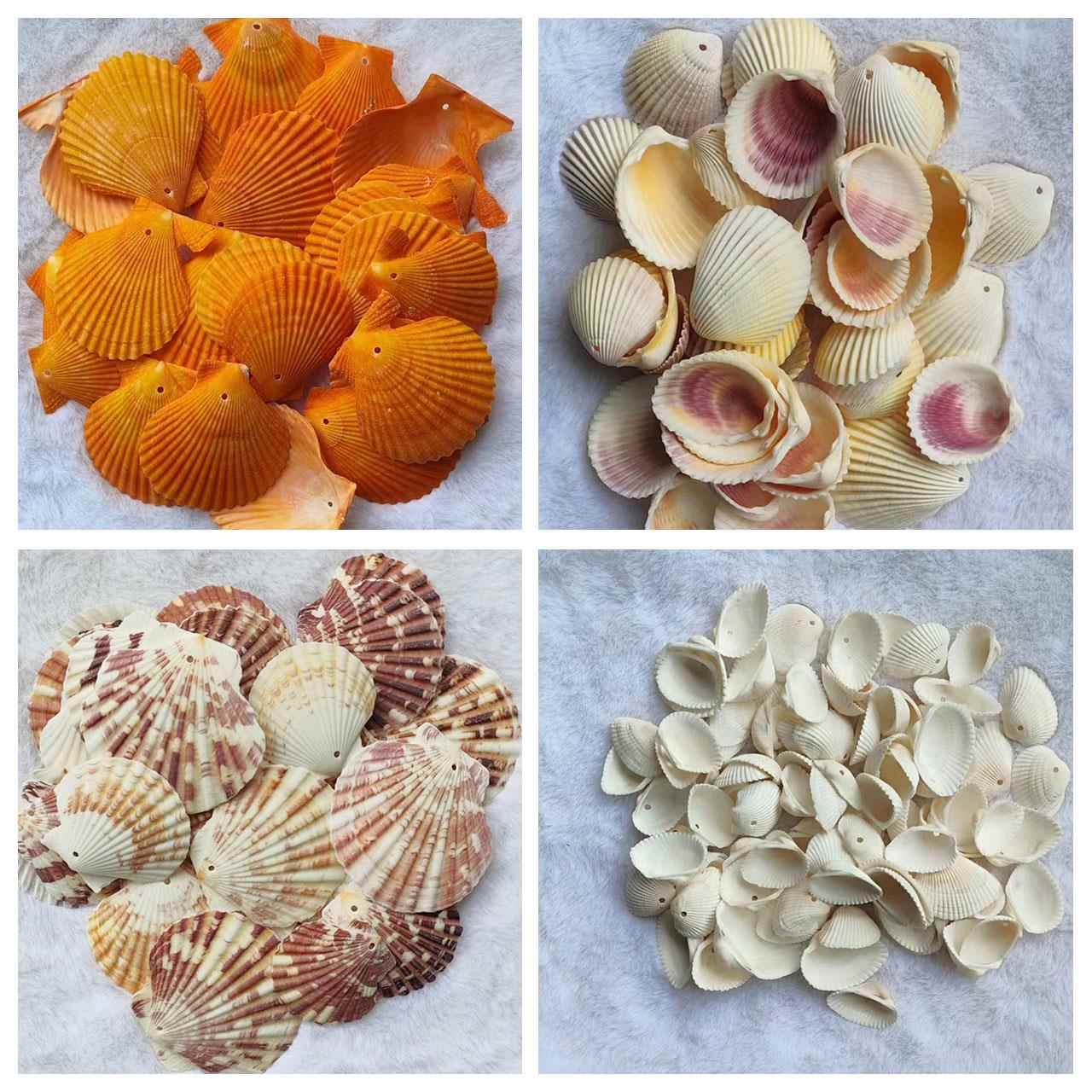 打孔海螺贝壳天然海螺贝壳风铃DIY手工材料儿童创意手工风铃制作