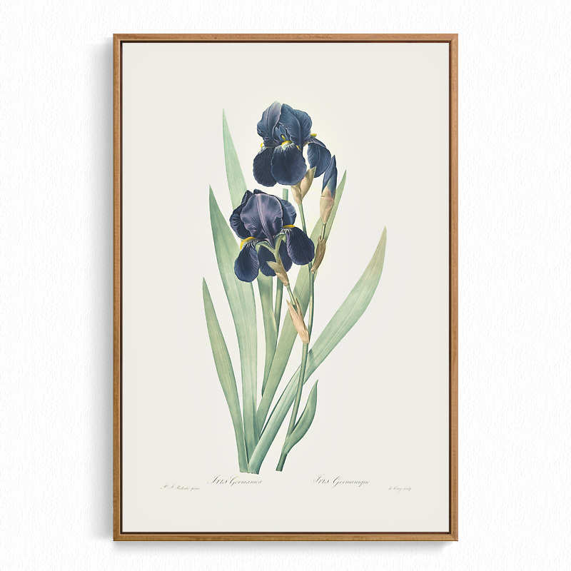雷杜德手绘花卉 旁白艺术印画装饰画 兰花鸢尾植物图鉴复古怀旧图片