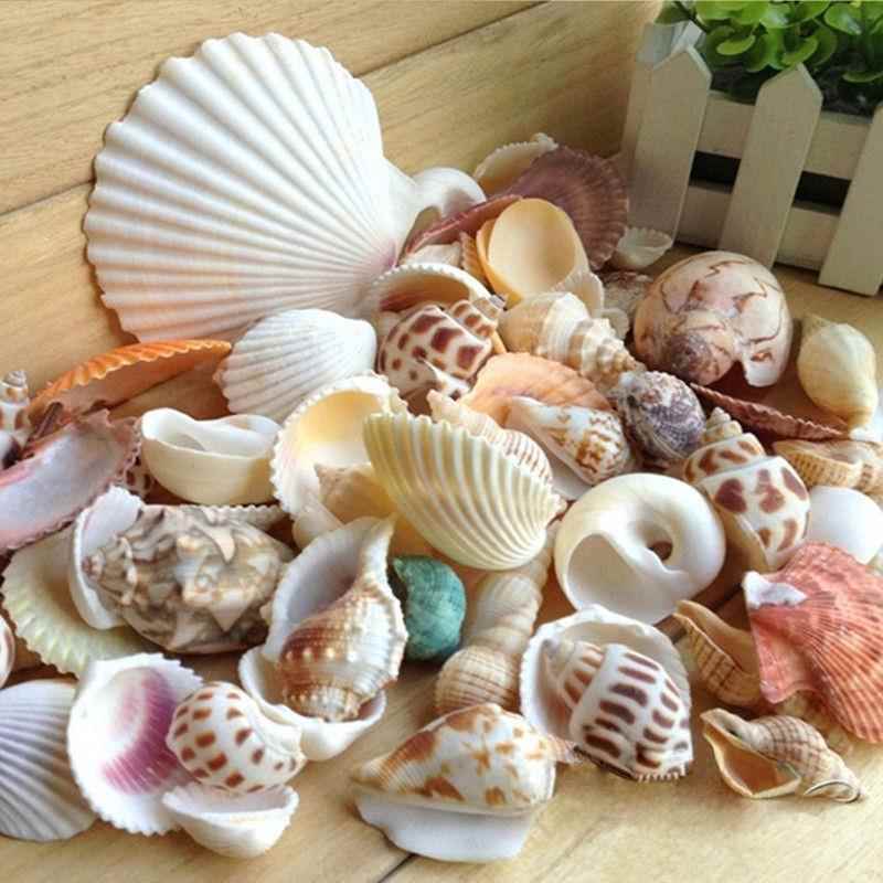 天然海螺贝壳海星珊瑚鱼缸水族装饰橱窗地台居家摆件儿童玩具礼物