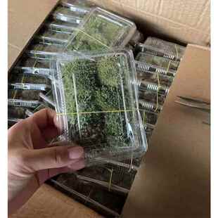 微景观苔藓 白发藓羽藓大灰藓星星藓 DIY 11*8 盒装 一盒价
