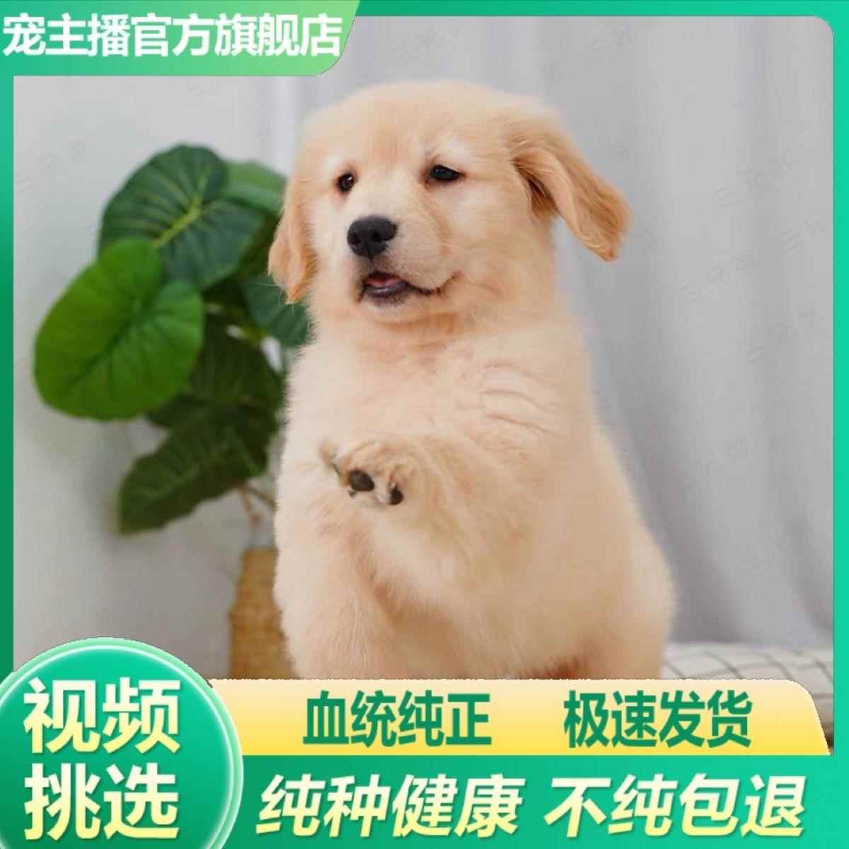 金毛犬幼犬宠物狗崽子活物活物活泼可爱真狗沙滩金枫叶红金毛幼崽