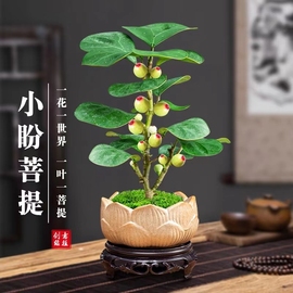 小盼菩提树盆栽带果摆件发财树盆景，室内桌面绿植物花卉客厅造型