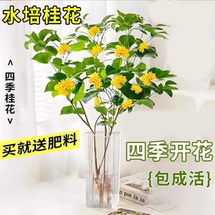 水养绿植室内办公室桌面带花植物 水培桂花树苗盆栽浓香型花卉四季