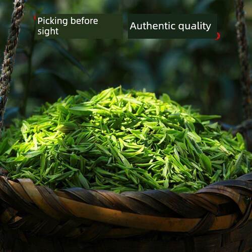 新疆包邮五虎明前碧螺春毛尖绿茶茶叶自己喝浓香型高山茶春茶罐装