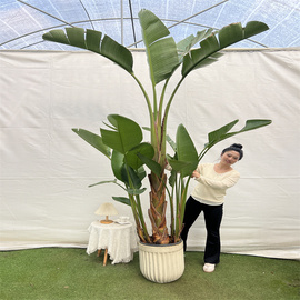 天堂鸟广州一物一拍北欧客室内大小绿植盆栽，鹤望兰净化空气除甲醛