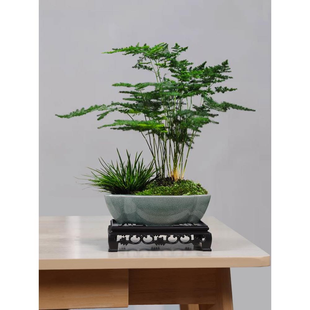 小叶簕竹专用花盆透气桌面陶瓷小叶赤楠文竹紫砂盆蝴蝶兰绿植盆