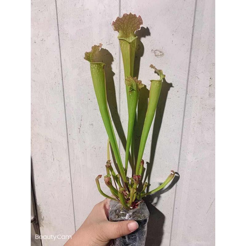食虫植物花哈密瓶子草中大苗状态好销量特价食虫草造景萌物