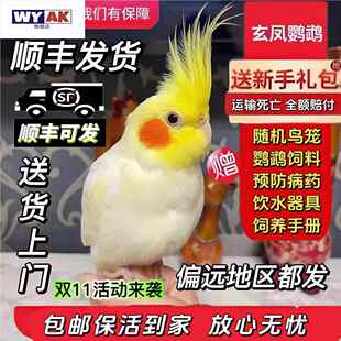 鹦鹉活鸟一公一母玄凤会学说话可繁殖鸟手养宠物一对活物观赏黄化