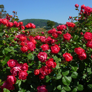 【樱桃伯尼卡】天狼月季玫瑰盆栽苗 庭院露台多季低维护丰花月季