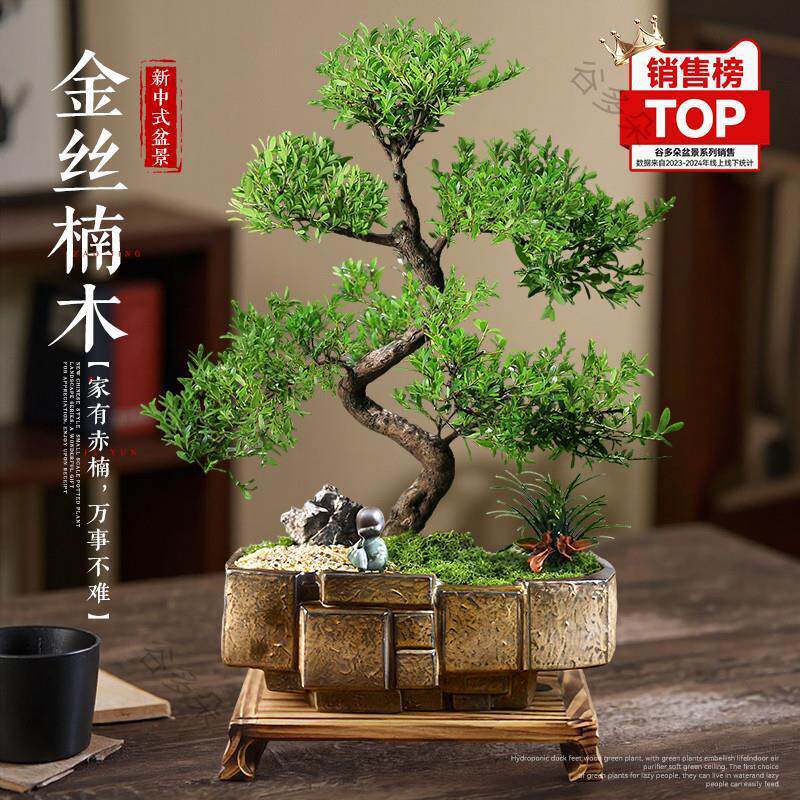 金丝楠木盆景老桩造型盆栽四季常青室内植物真树小叶赤楠好养绿植