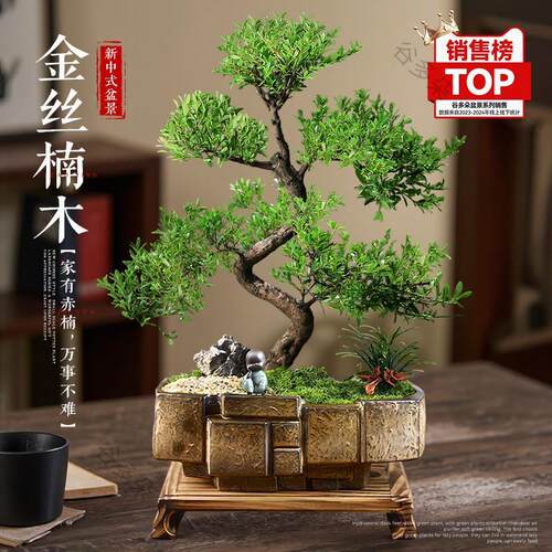 金丝楠木盆景老桩造型盆栽四季常青室内植物真树小叶赤楠好养绿植