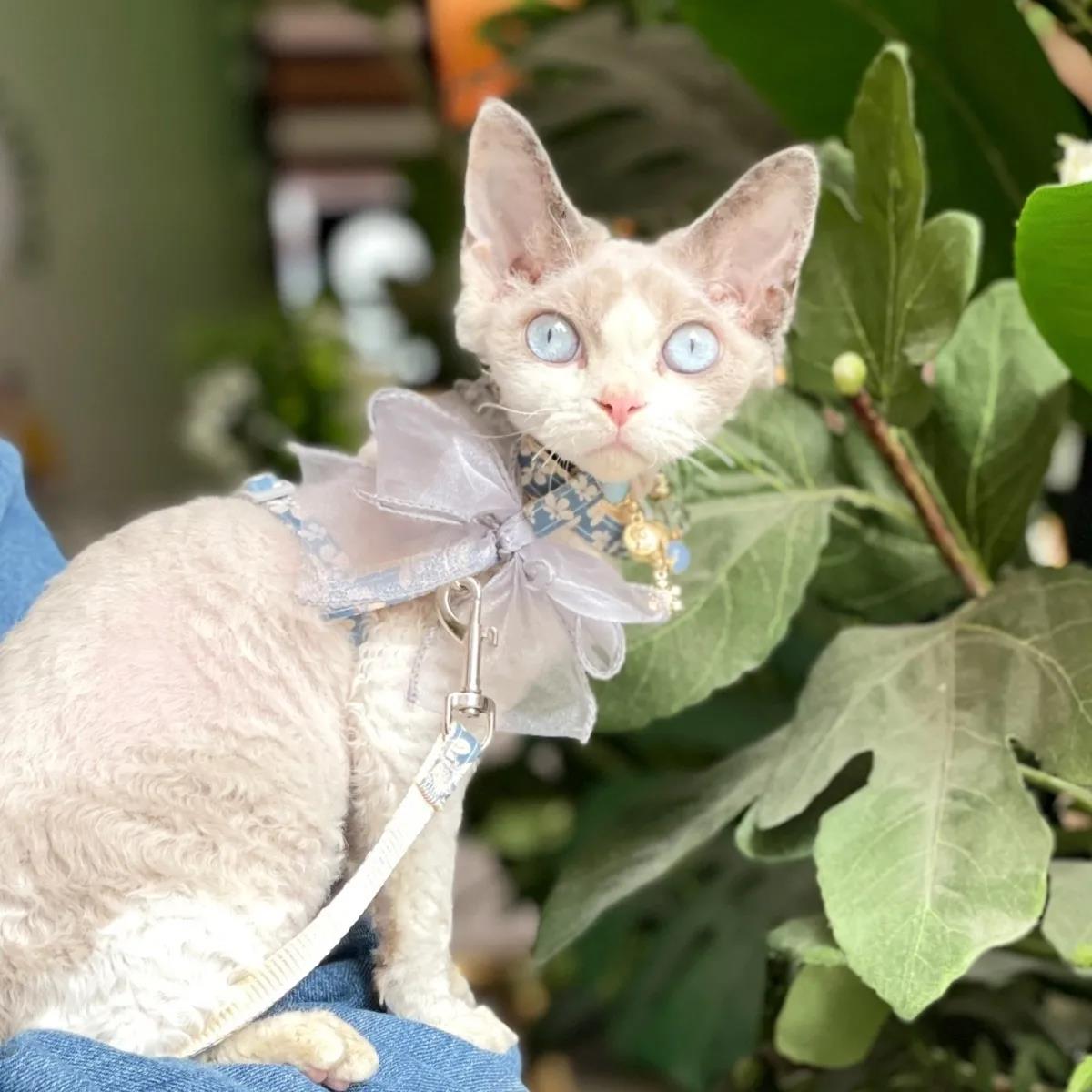 猫外出牵引绳猫咪工字型防挣脱猫专用溜猫绳出门可调节公主蝴蝶结
