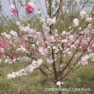 别墅庭院绿化洒金碧桃 小区绿化植物碧桃 郊外公园风景树宝塔形