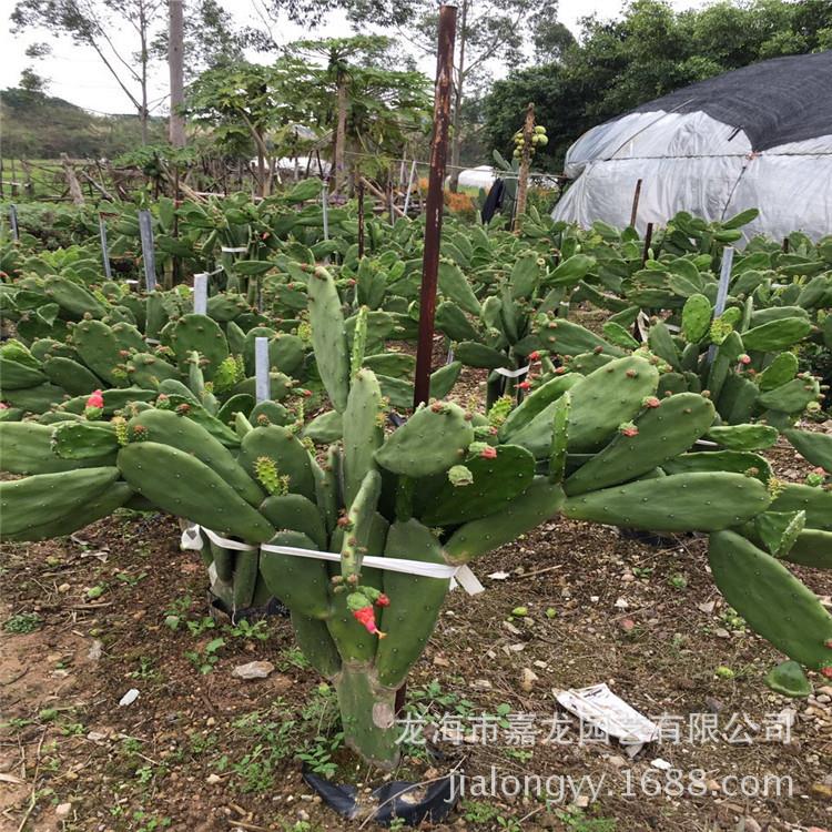 无刺红花没刺仙人掌科 布置展馆沙漠植物 室内拍照背景 胭脂掌
