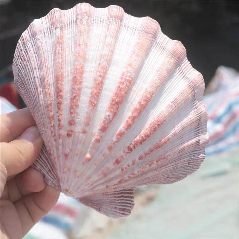 【螺贝厂】天然海螺贝壳彩色大扇贝狮爪贝水族鱼缸造景家居装饰