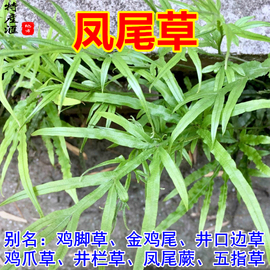 中药材凤尾草干货鸡爪草全草鸡，脚草500g新鲜井口边草井栏草