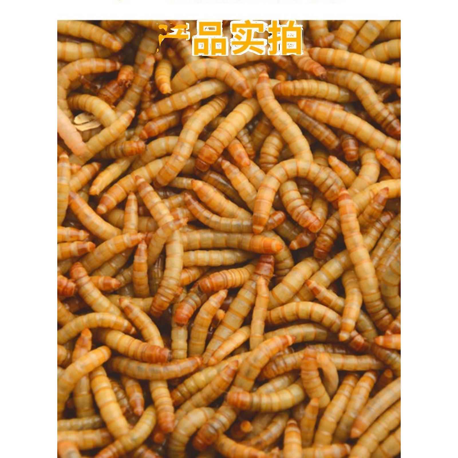 面包虫活体 黄粉虫活虫 鹦鹉鱼 金龙鱼 乌龟 画眉鸟石蛙饲料包邮