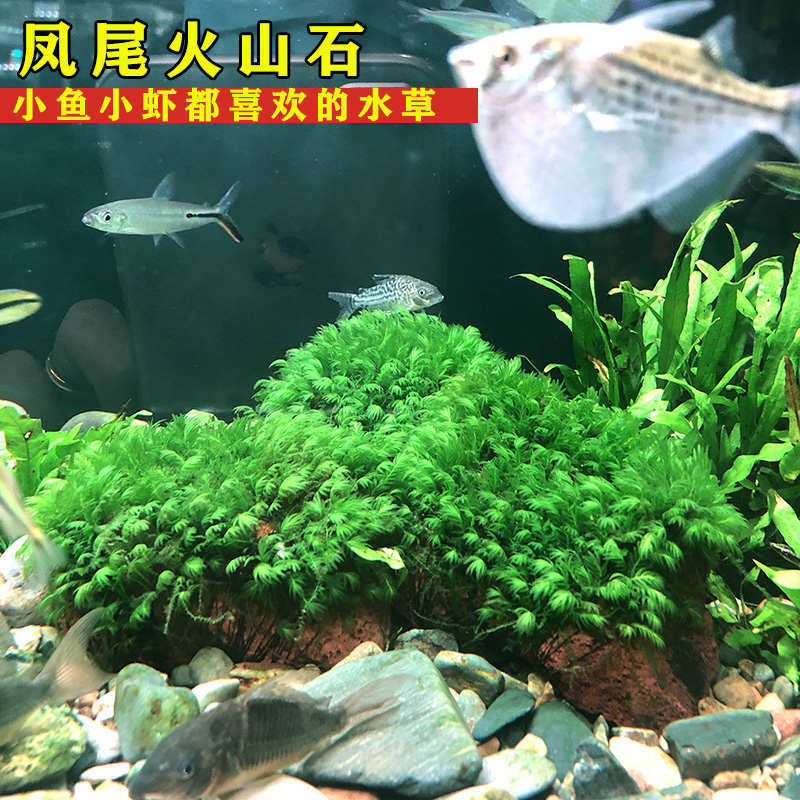 凤尾苔火山石水草鱼缸造景淡水植物凤尾沉木溪流缸原生态莫斯水草