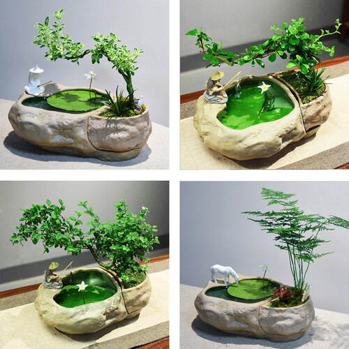 水培一叶莲植物黄杨绿植文竹小叶六月雪盆栽造型艺术米竹盆景室内