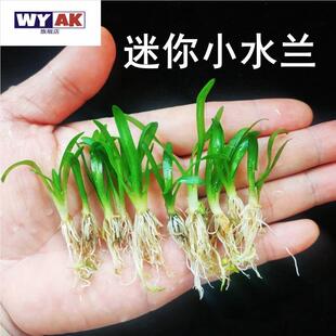 精致小鱼缸造景爬地迷你水兰植物前景中景阴性无需二氧化碳好养活