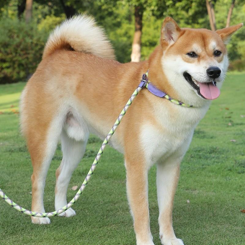 跨境新款宠物牵引绳 中大型犬狗狗通用安全扣狗链P链防丢遛狗绳子