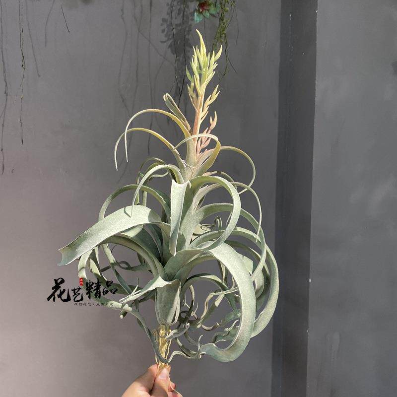 开花空气草仿真花凤梨松萝铁兰垂吊软装造景绿植壁挂绢花多肉单只