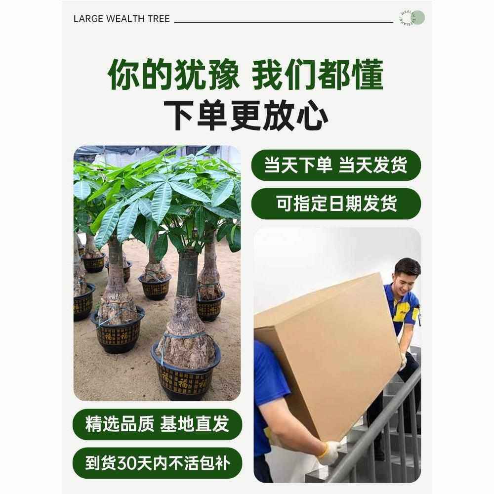 提根发财树客厅大盆栽办公室内落地大型绿植真树绿色植物开业送礼