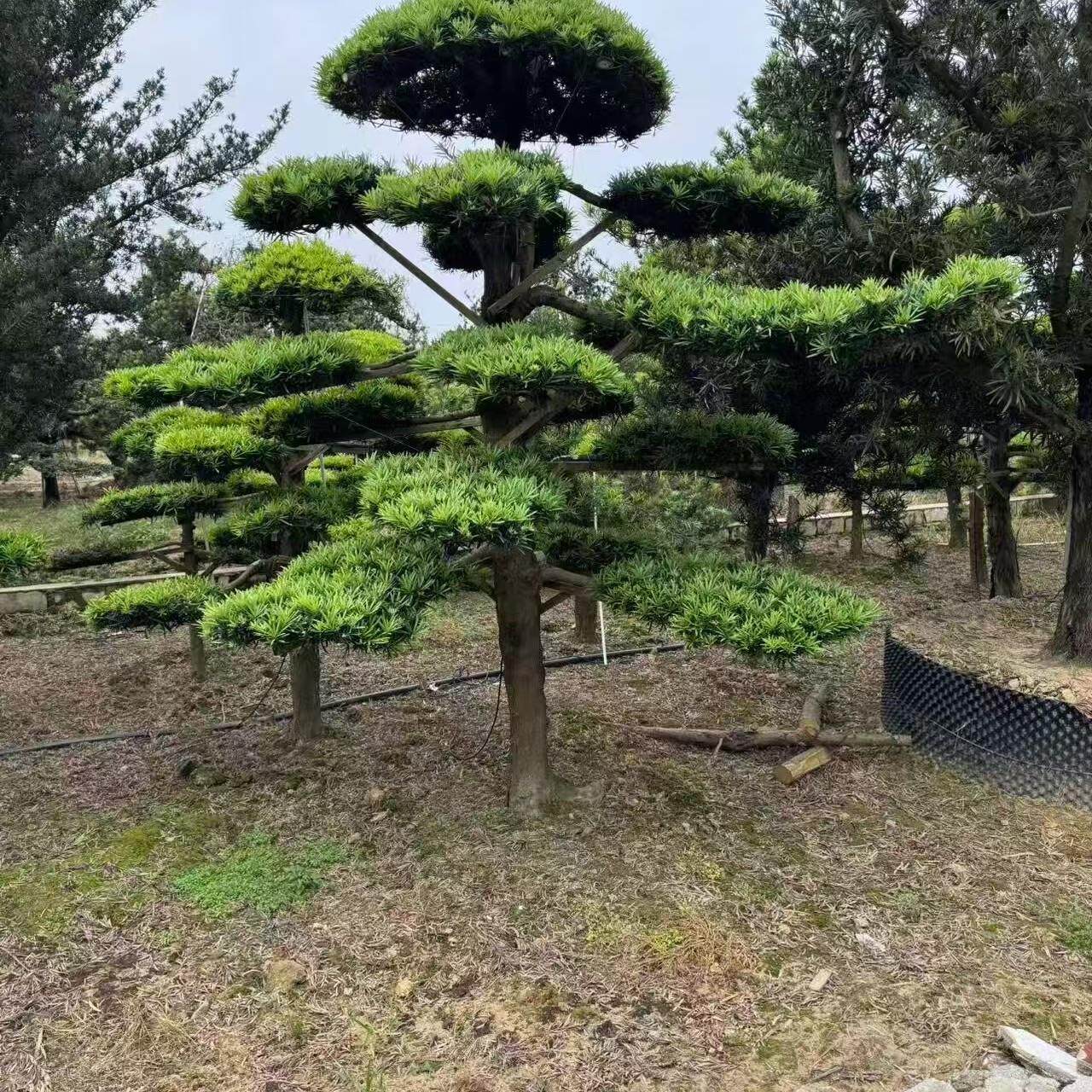 罗汉松盆景地景规格齐全造型美观一物一拍