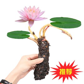 四季大睡莲根块茎池塘，迷你睡莲水培水养植物花卉，荷花碗莲盆栽种苗