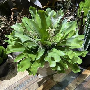热带雨林彷真蕨类霸王鹿角蕨剑叶假沙漠多肉植物落地造景装饰摆饰