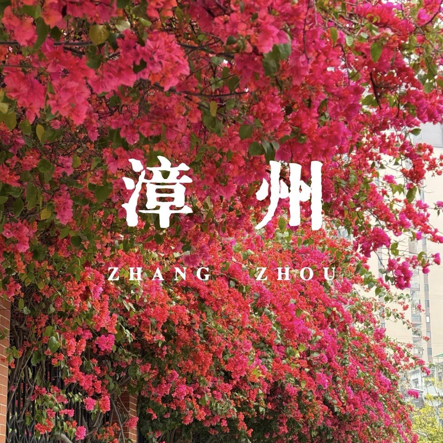 一号链接三角梅老桩提根桩盆景桩