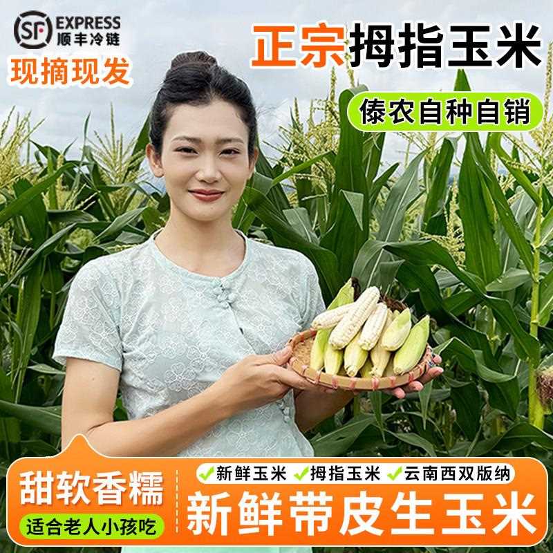 云南西双版纳新鲜带皮采摘生的拇指玉米婴儿宝宝吃的手指香糯玉米