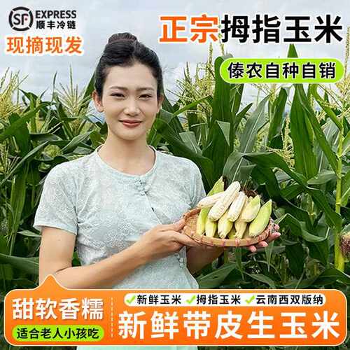 云南西双版纳新鲜带皮采摘生的拇指玉米婴儿宝宝吃的手指香糯玉米