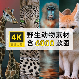 野生动物HOT照片摄影JPG高清图片杂志画册海报设计ps合成素材