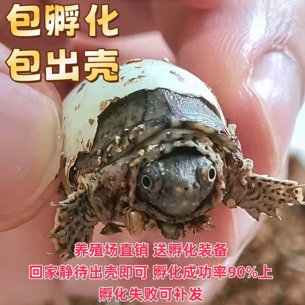 剃刀龟苗受精蛋可孵化网红龟深水龟宠物小乌龟包受精包孵化送工具