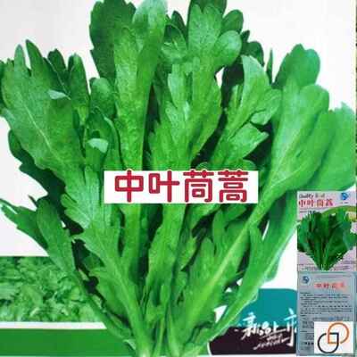 皇帝菜种子中叶茼蒿青菜种籽春菊菜种茼蒿菜种籽种四季土壤蔬菜籽