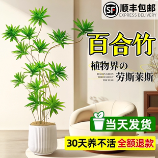 好养 百合竹客厅绿植大型植物盆栽办公室内轻奢造型金边百合竹四季