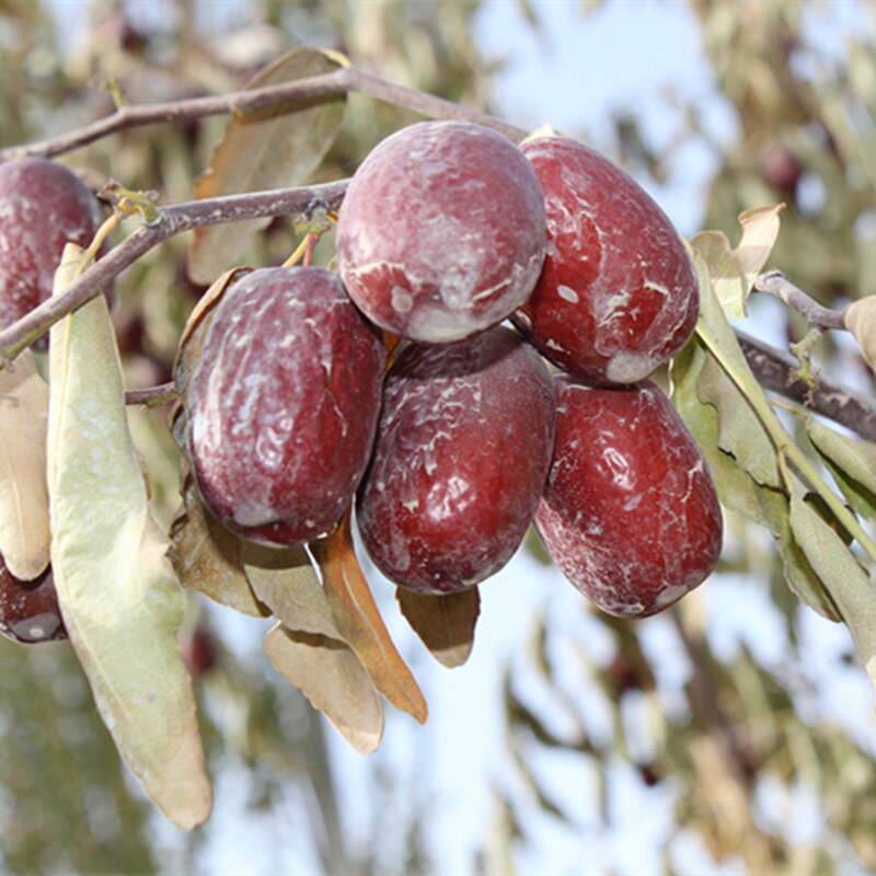 特级新疆灰枣若羌灰枣若羌红枣吊干枣1000g楼兰若姜孕妇枣2斤包邮